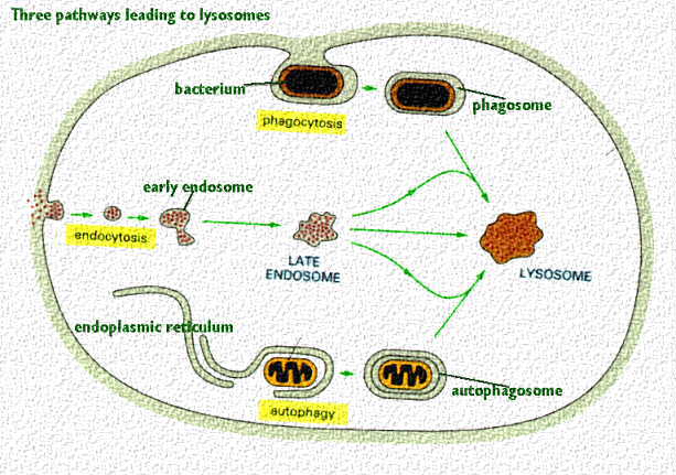 Lysosomes - 23 June 2011 - BioInformatics Pakistan enclosed fuse box 